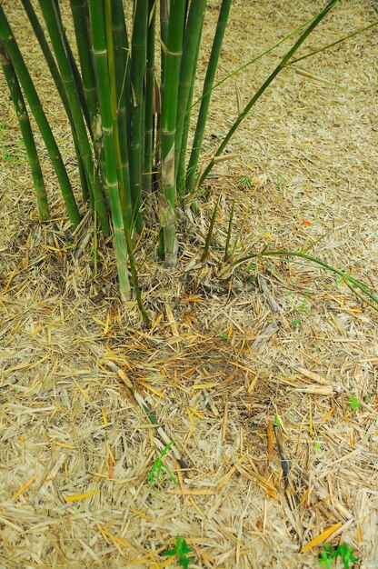 Selective focus View of a defocused bamboo forest during a sunny day