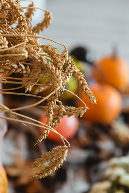 Selective focus wheat, pumpkins, fall leaves and orange balloons, plaid, corn on the floor