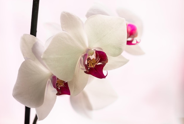 Selective focus White blooming orchid flower close up Decorative home Phalaenopsis flower blossom