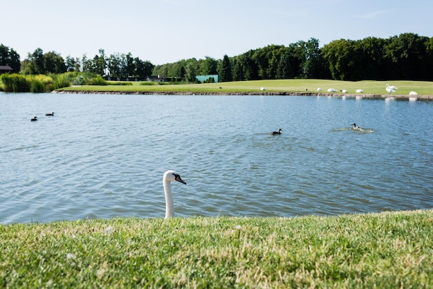 selective focus white swans swimming