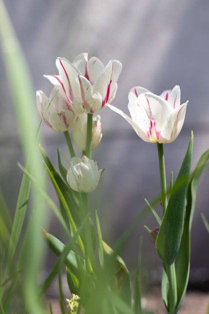 Selective focus White tulips grow in the garden with green leaves Blurred background A flower that grows among the grass on a warm sunny day Spring and Easter natural background with tulip