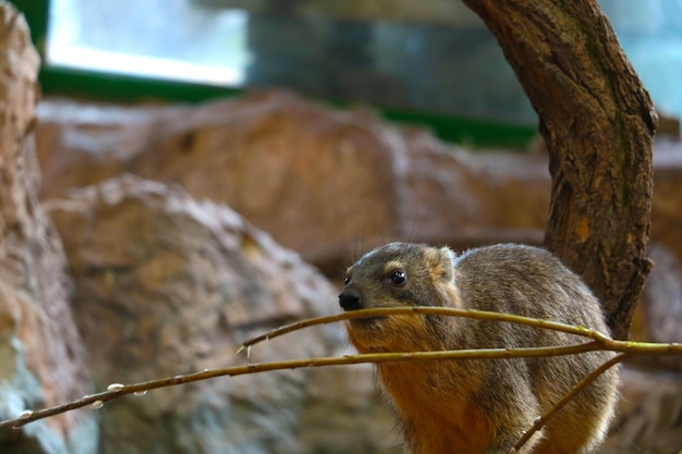 Selective focus A wild animal eats a tree branch Rodent