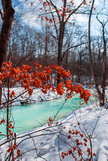 Selective focus. Winter forest. River in winter.