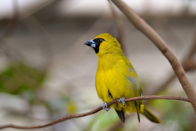 Selective focus of the Yellow-green grosbeak perching on the wood
