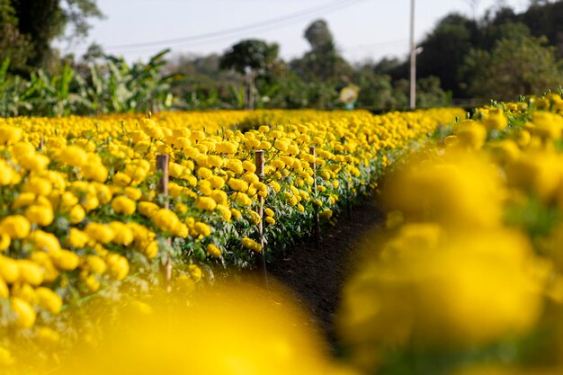 Selective focus yellow marigolds in the flower garden are growing in full bloom prince yellow