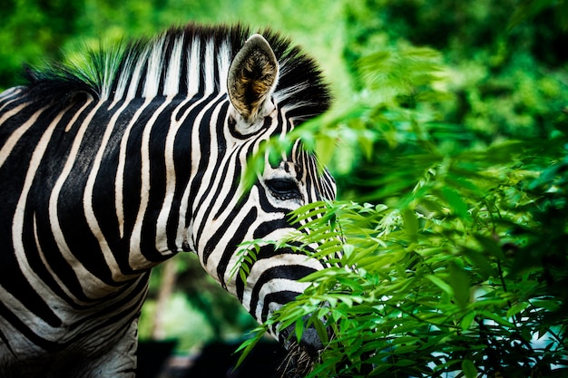 Photo selective focus zebra with greenfield