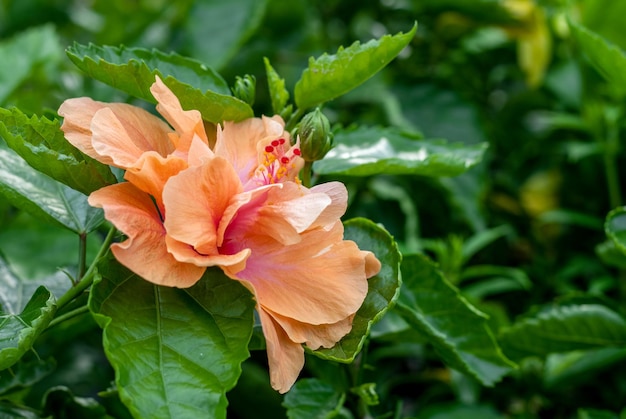 Selective focused multicolor hibiscus rosa sinensis or chinese rose flower in the garden with copy space