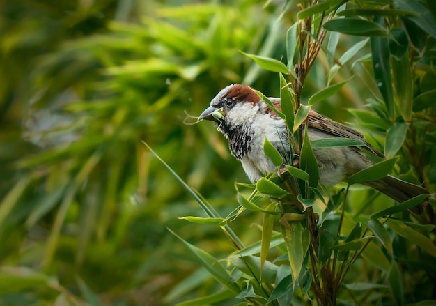 selective image of brown sparrow