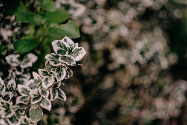 Selective shot of a green and white plant on blurred background