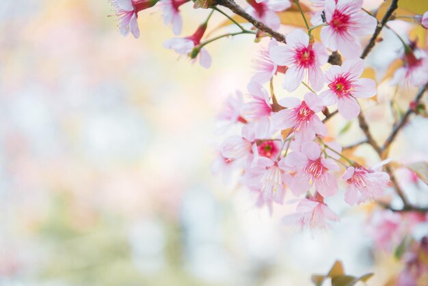 Selective Soft Focus of Sweet Pink Wild Himalayan Cherry with Copy Space for Background
