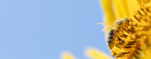 Photo selective splendor bee on sunflower in macro view