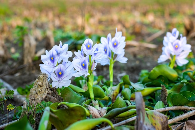 강 근처의 다채로운 물 히아신스 꽃의 선택적 보기