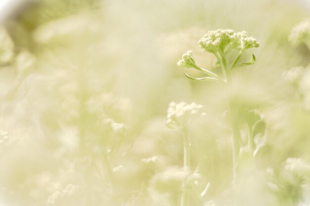 写真 花の選択的な見方