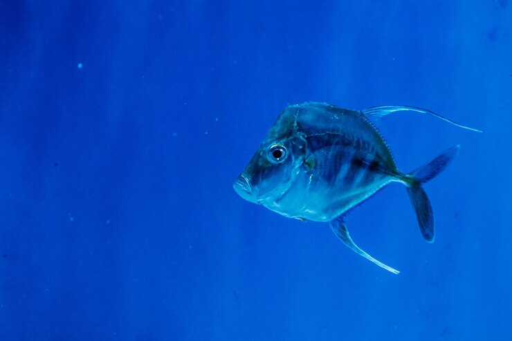 Photo selene fish 또는 selene vomer