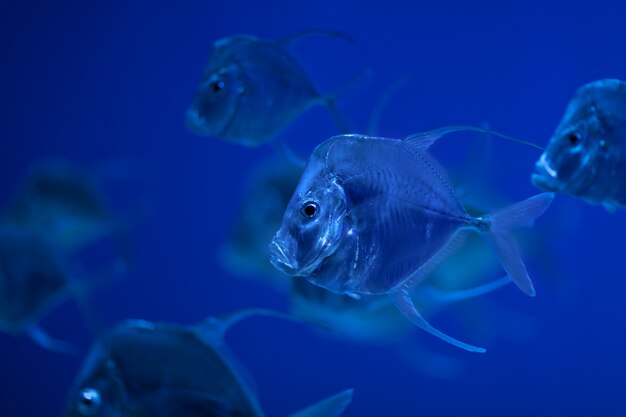 I pesci di selene vomer nuotano nell'acqua blu