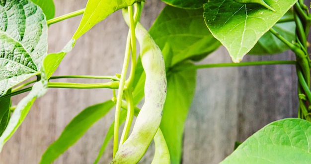 Selenium bean pods in garden selective focusfood