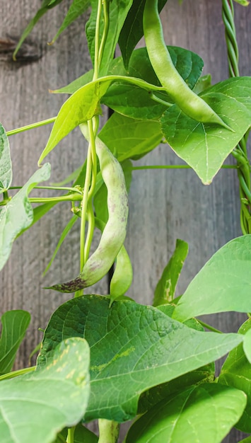 Selenium bonen peulen in de tuin. selectieve focus.food