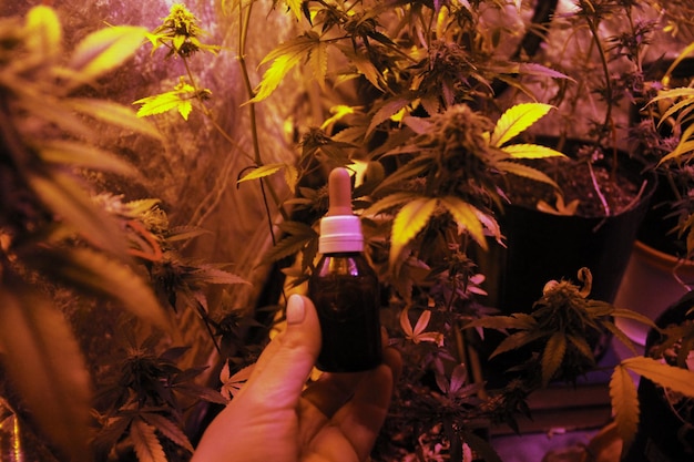 Photo self-cultivation of cannabis for medicinal home greenhouse planting cannabis oil preparation