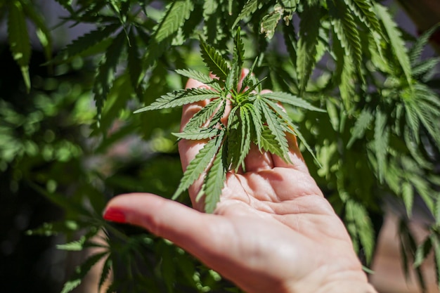 薬用大麻の自主栽培