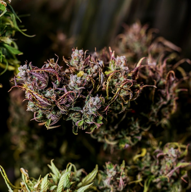 Photo self-cultivation cannabis plants autocultivo de cannabis