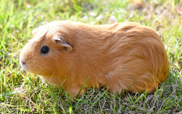 Self guinea pig with smooth red fur sitting on grass