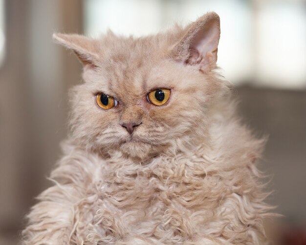 Gatto selkirk rex