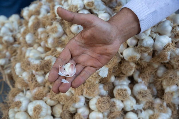 Seller holding garlic grains