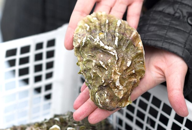 The seller takes a fresh oyster out of the drawer and shows it Seafood trade