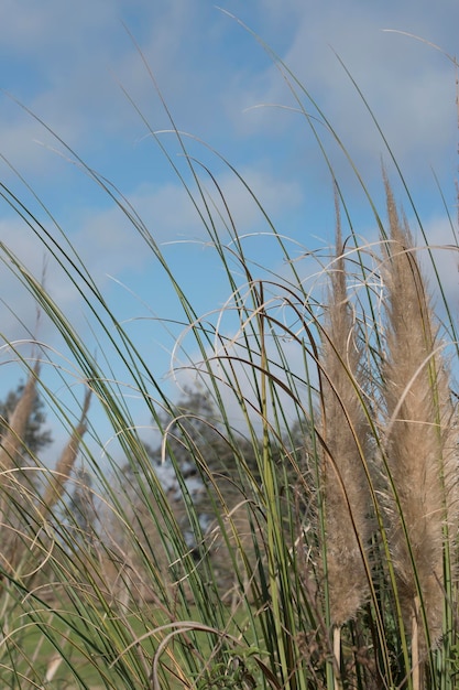 Selloan Cortaderia detail of the vegetation