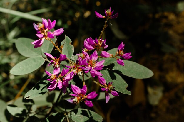 Foto società di piante semi-alpine fiori selvatici rosa doi luang chiang dao chiang mai thailand