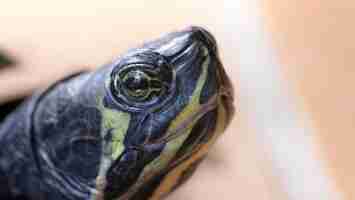 Photo semiaquatic turtle head macro view
