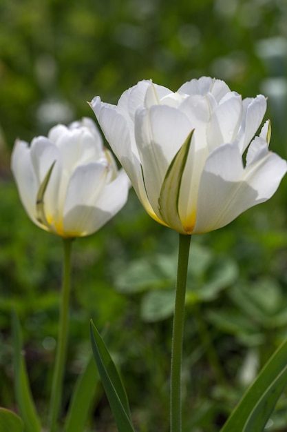 Semidouble fragrant white flowers flamed with green Tulip Exotic Emperor close up
