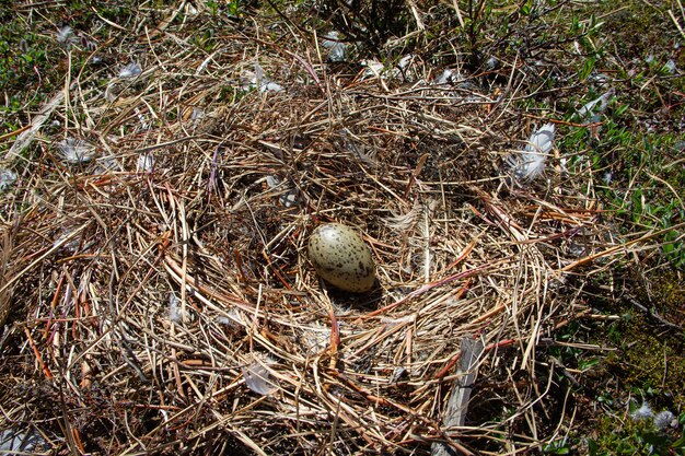 Nido di piviere semipalmato con un uovo circondato da piccoli rametti