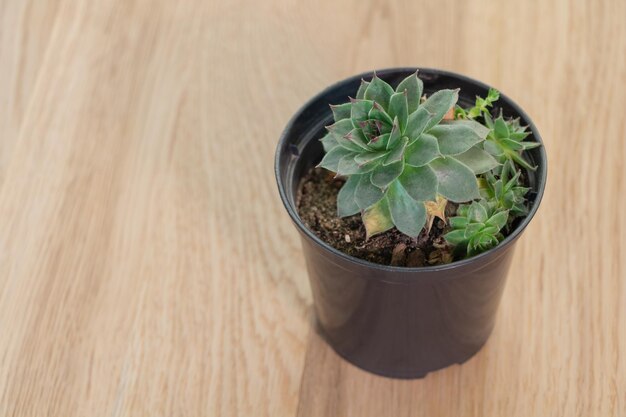 Sempervivum in een pot met zuignappen eromheen houten achtergrond