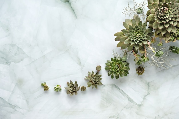 Sempervivum succulent plants on light stone