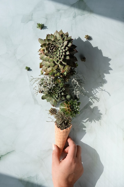 Sempervivum succulent plants in waffle ice cream horn held by hand.