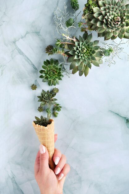 Sempervivum succulent plants in waffle ice cream horn held by hand.