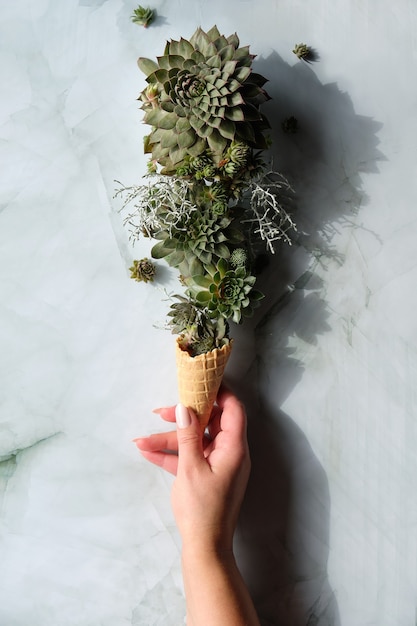 Sempervivum succulent plants in waffle ice cream horn held by hand.