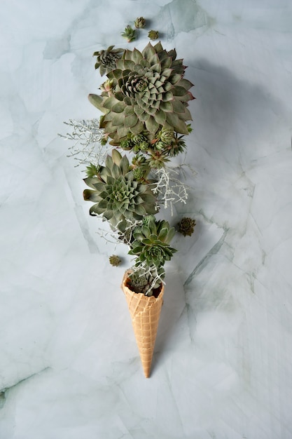 Sempervivum succulent plants in waffle ice cream horn held by hand.