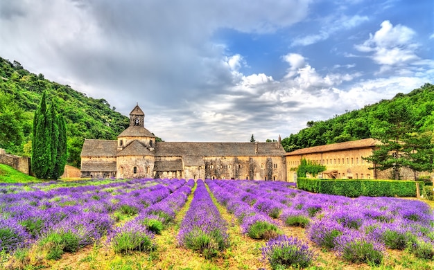 Abbazia di senanque, una delle principali destinazioni turistiche in vaucluse - provenza, francia