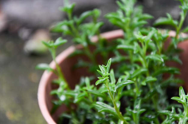 Senecioperegrinus in de tuin