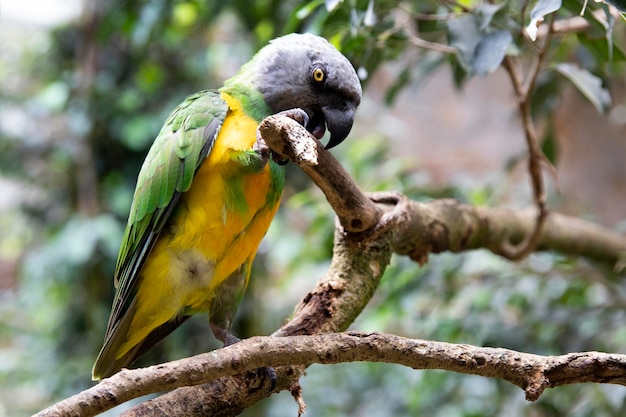 Foto senegal papegaai op een boom macro vogel in de natuur
