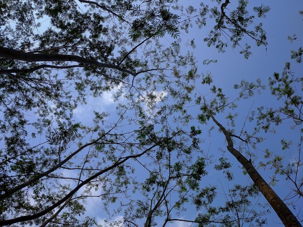 Sengon-boom die naar de lucht kijkt