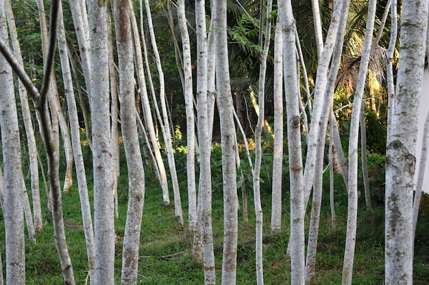 Albero di sengon albizia chinensis in giardino