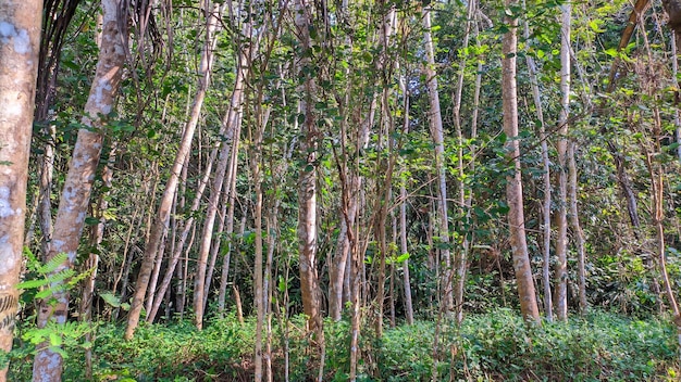 sengon tree forest