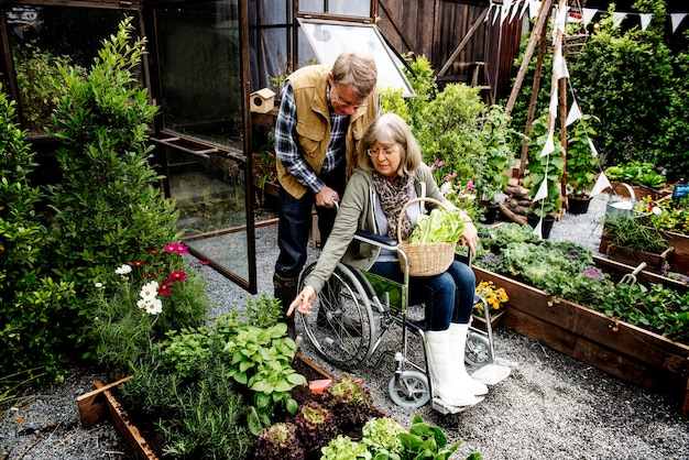 Senior adult couple picking vegetable from backyard garden