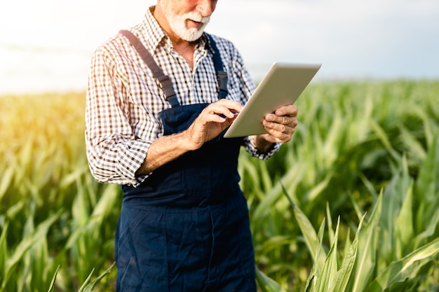 Senior agronoom met grijze baard die maïsveld inspecteert en tabletcomputer gebruikt.