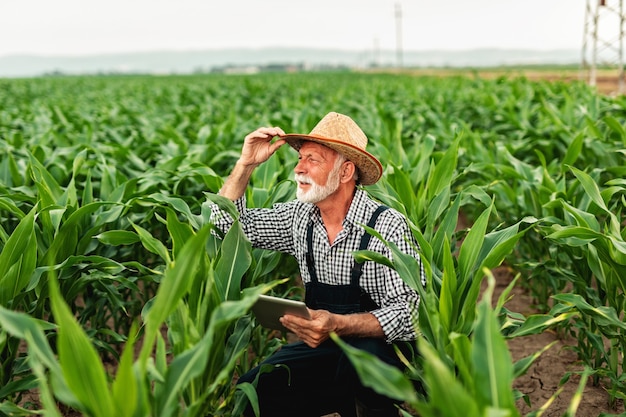 Senior agronoom met grijze baard die maïsveld inspecteert en tabletcomputer gebruikt.