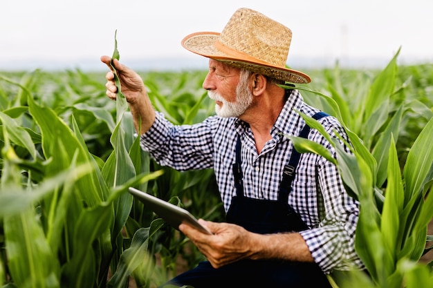 Senior agronoom met grijze baard die maïsveld inspecteert en tabletcomputer gebruikt.