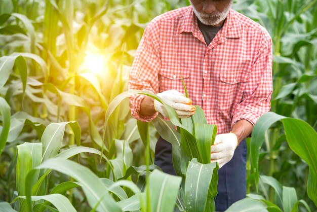 A senior Asian farmer stands in a corn field inspecting the crops